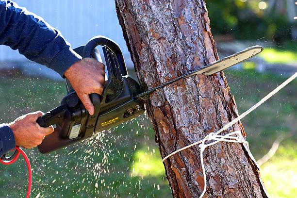 Best Hazardous Tree Removal  in New River, AZ