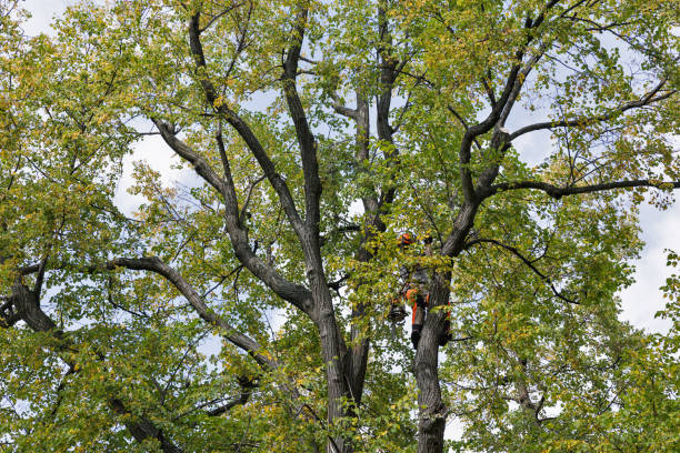 How Our Tree Care Process Works  in  New River, AZ